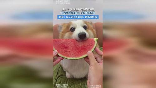 瓜友吃瓜最新视频,揭秘娱乐圈幕后真相