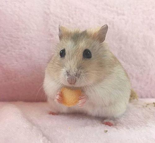 仓鼠可以吃小风瓜吗视频,仓鼠的新鲜美食探索