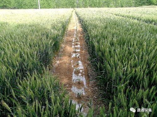 瓜快熟了有吃的吗视频,瓜快熟了，快来尝鲜！