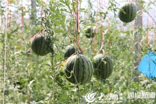 徽县网红吃瓜事件视频