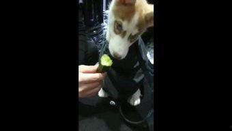 狗狗八卦吃瓜视频,揭秘宠物界的八卦风云